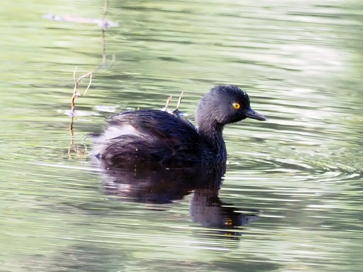 Least Grebe - ML614132382