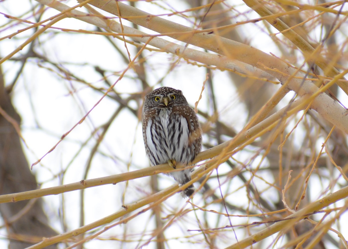 Northern Pygmy-Owl - ML614132389