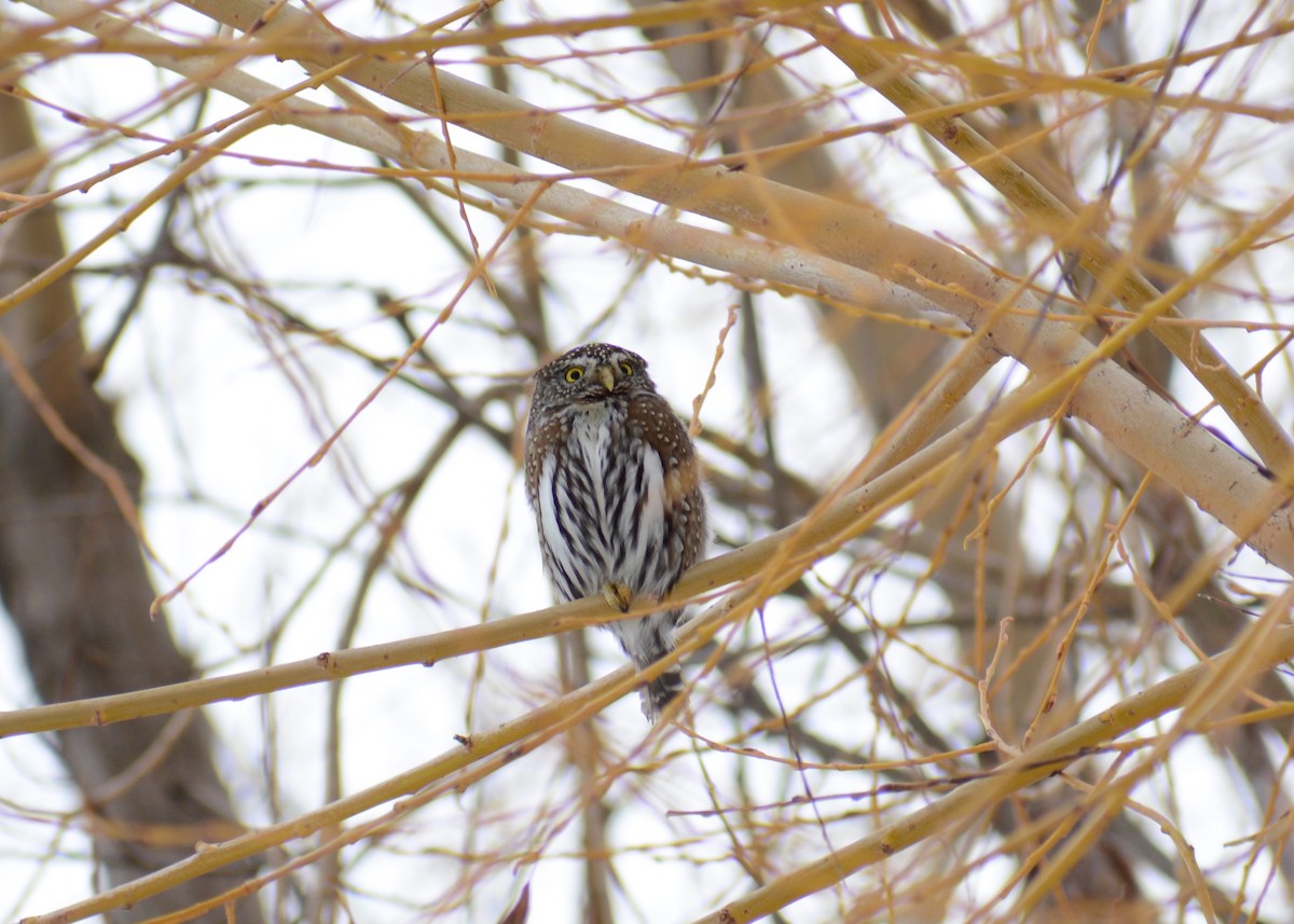 Northern Pygmy-Owl - ML614132390