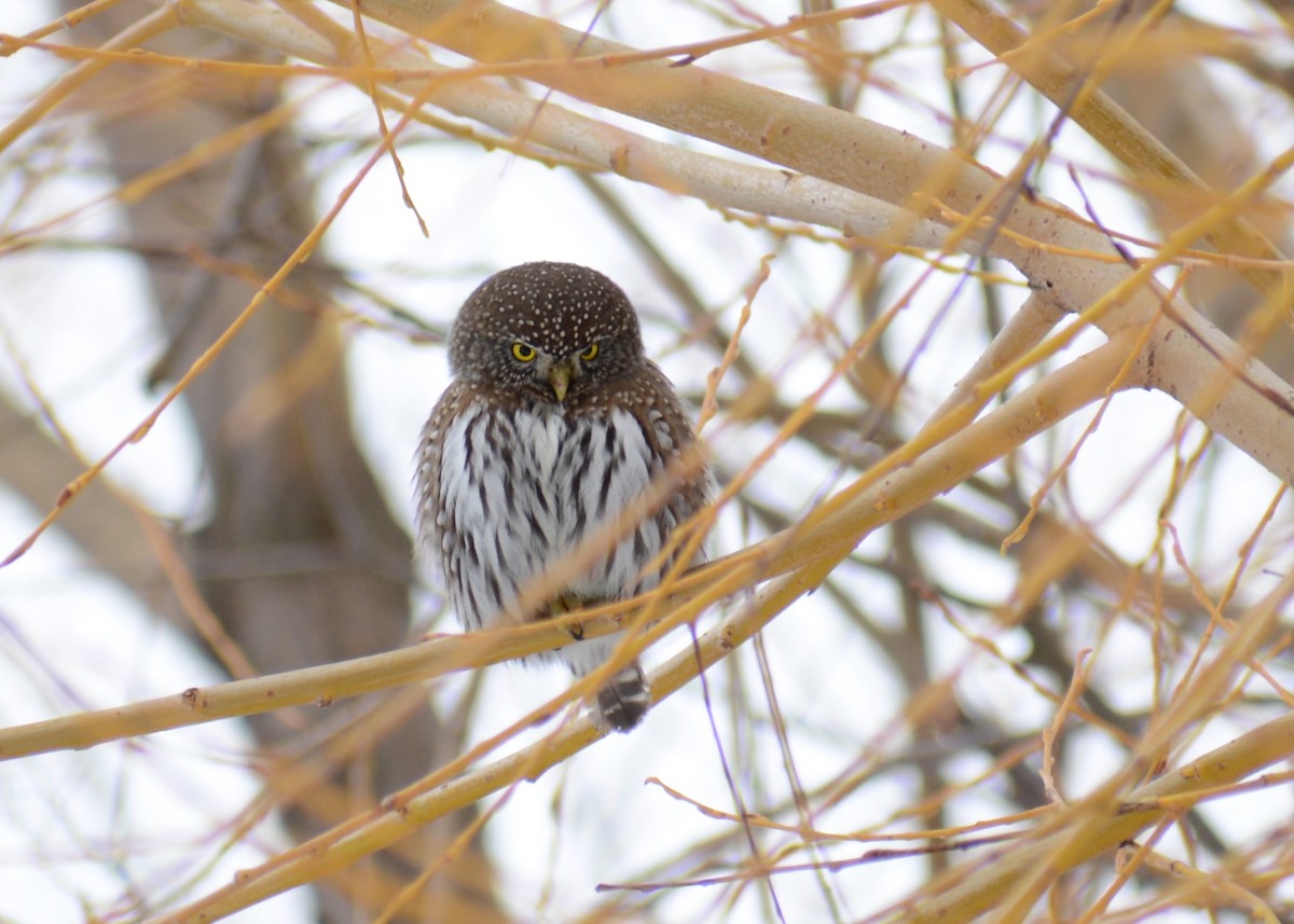 Northern Pygmy-Owl - ML614132391