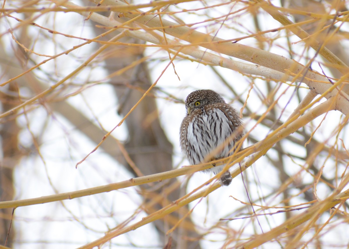 Northern Pygmy-Owl - ML614132392