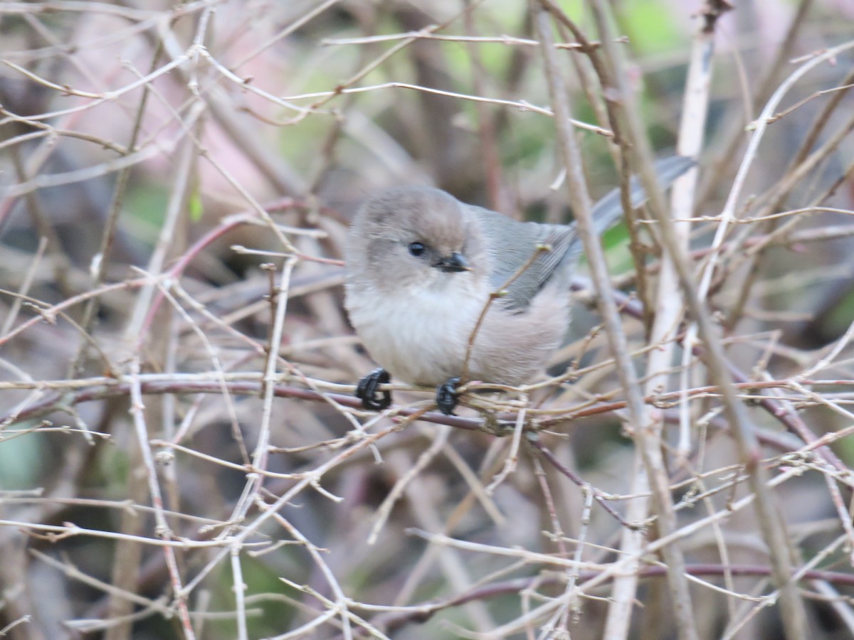 Bushtit - Char Corkran