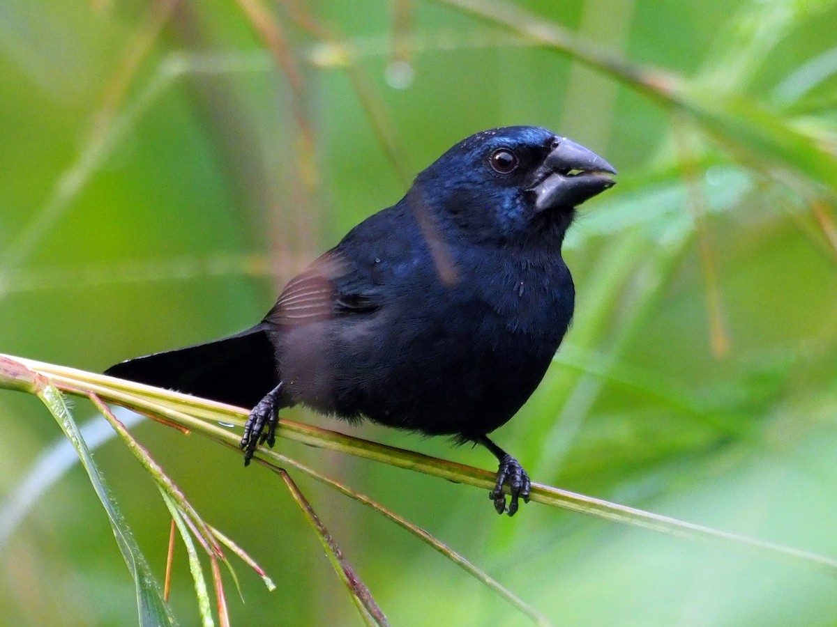 Blue-black Grosbeak - ML614132442
