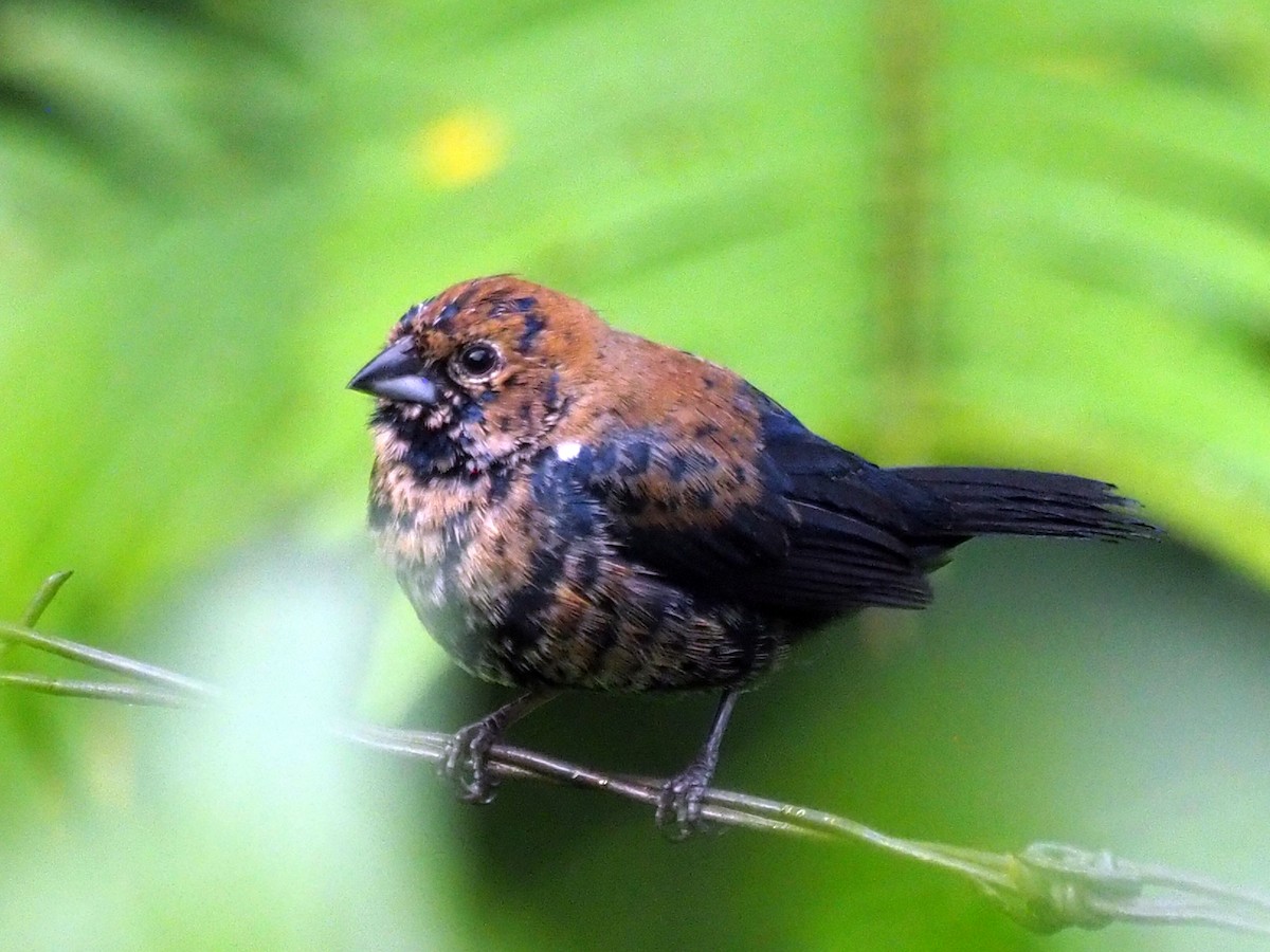 Blue-black Grassquit - ML614132461