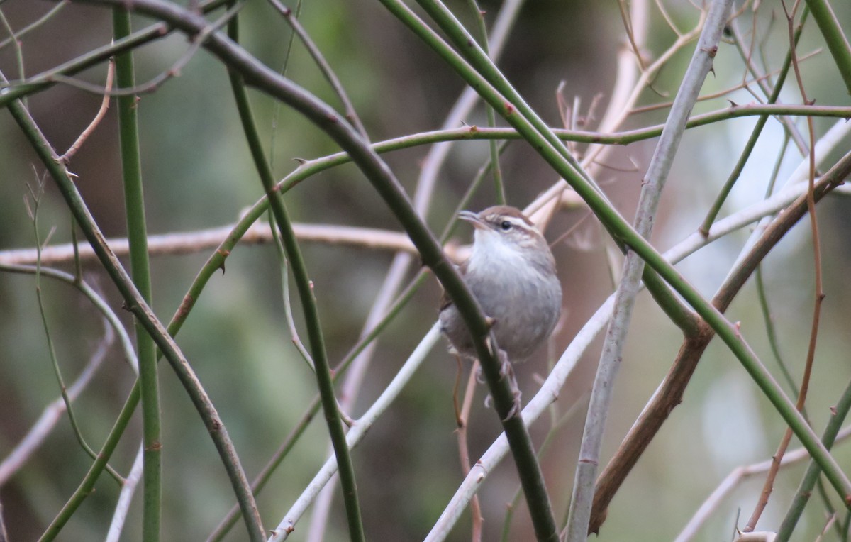 Bewick's Wren - ML614132488