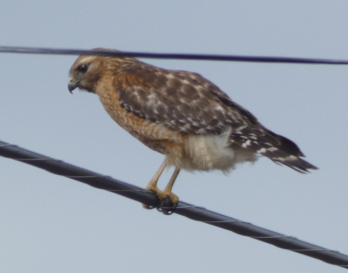 Red-shouldered Hawk - ML614132519