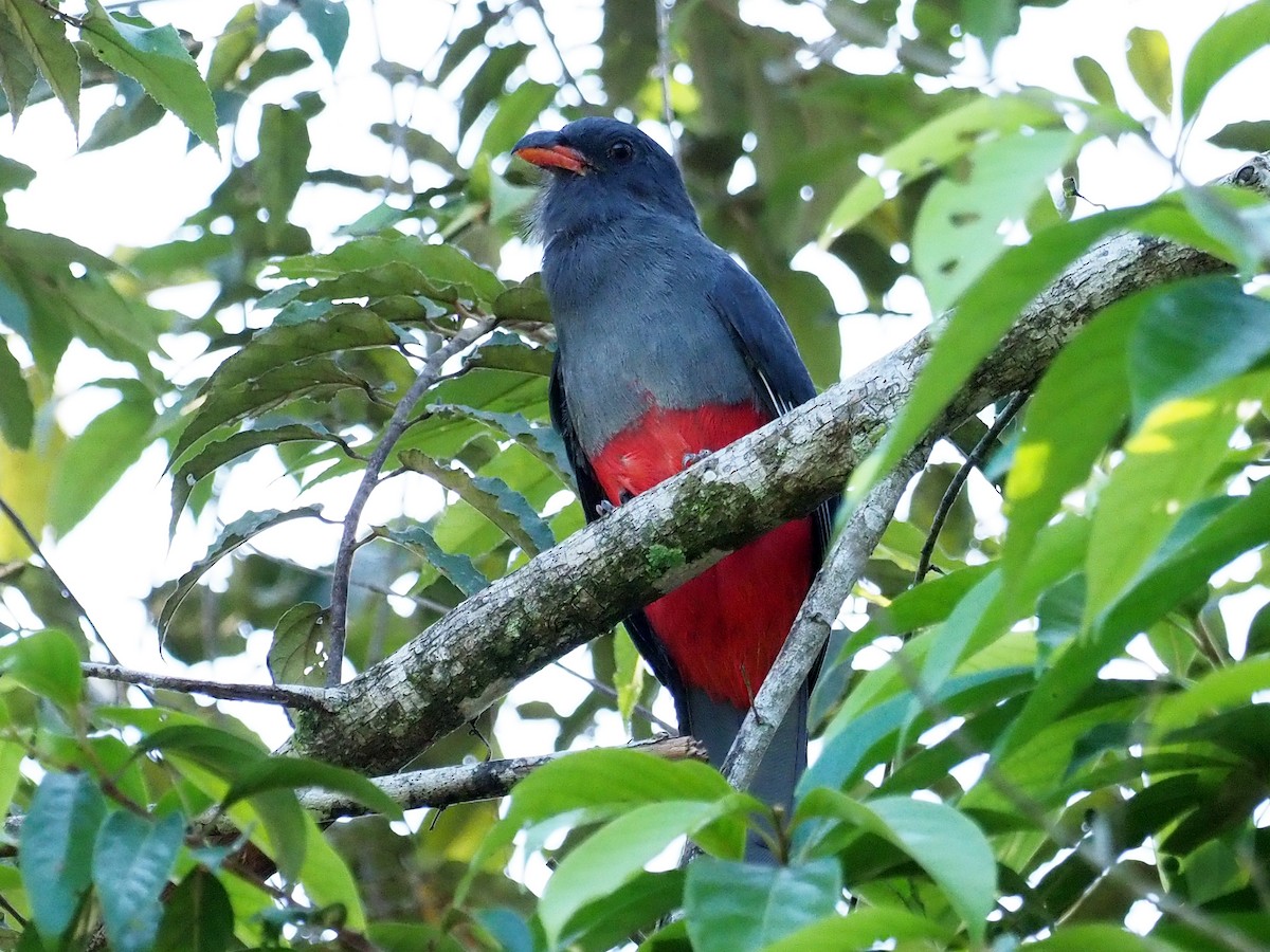 Slaty-tailed Trogon - ML614132521