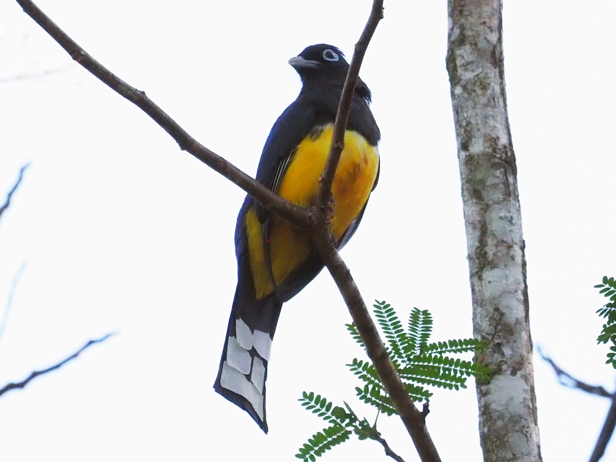 Black-headed Trogon - ML614132534