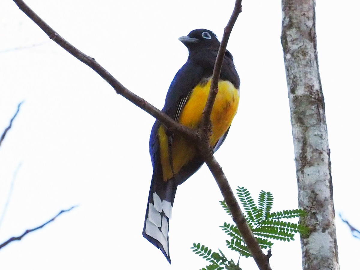 Black-headed Trogon - ML614132535