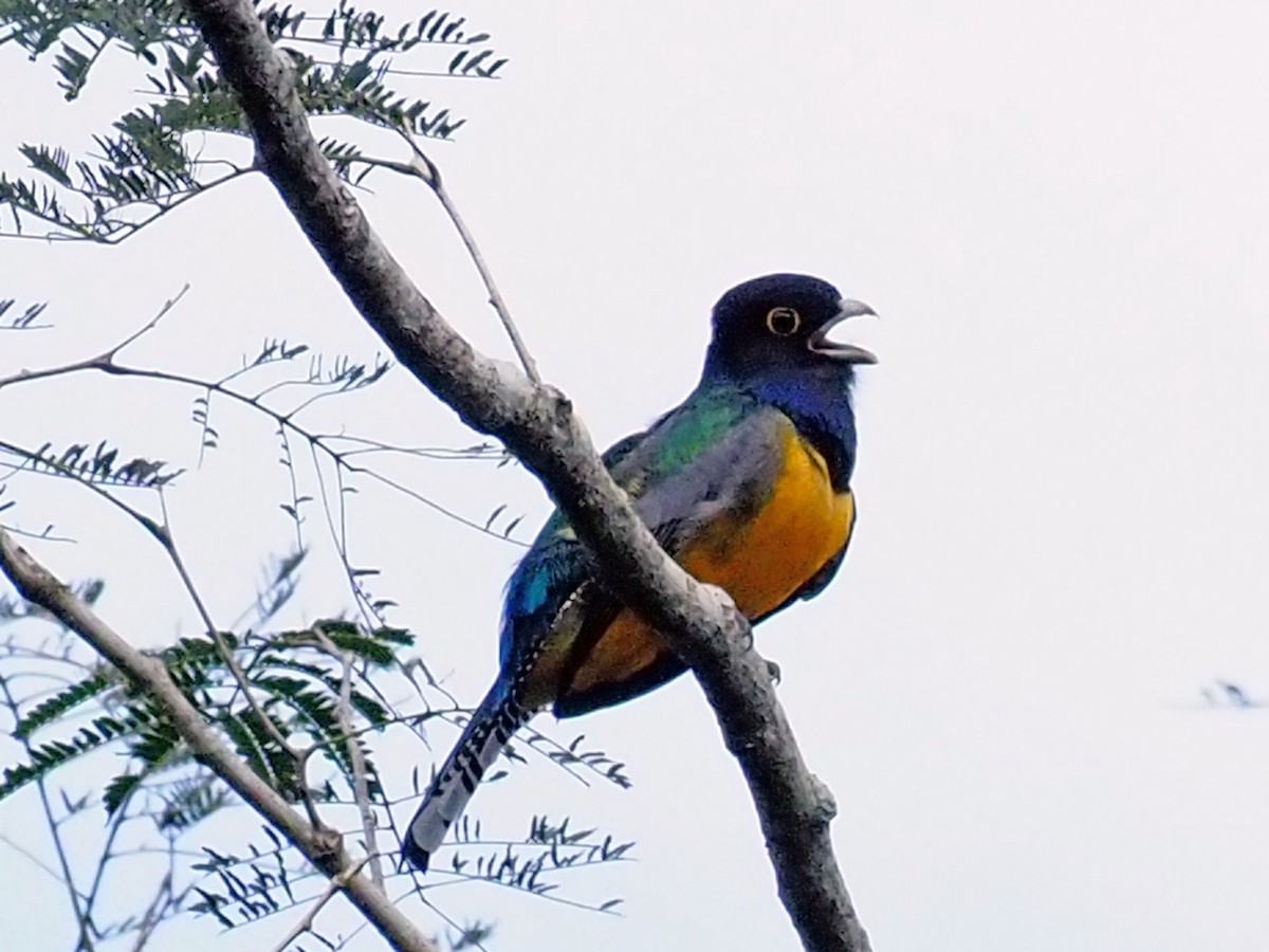 Gartered Violaceous Trogon - ML614132573