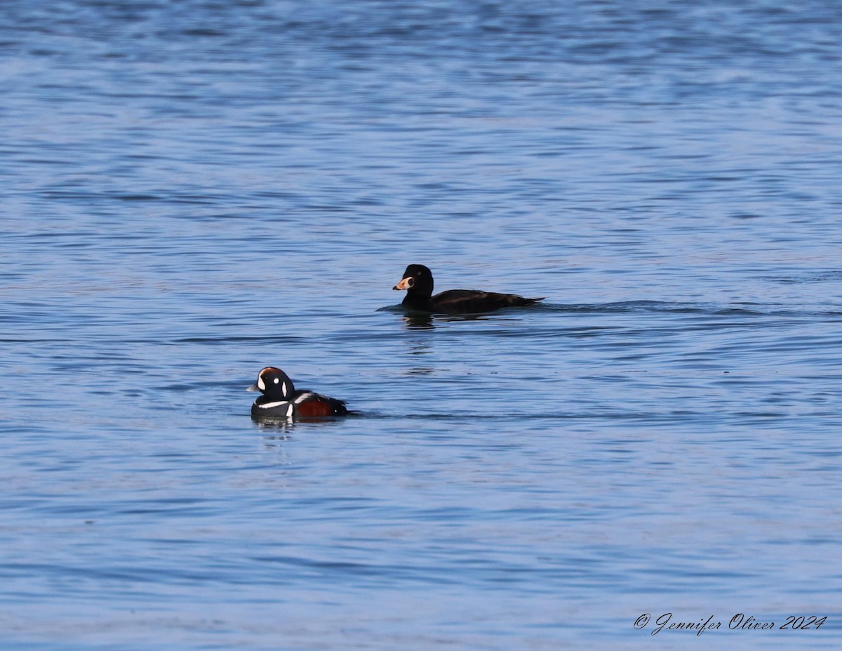 Harlequin Duck - ML614132638