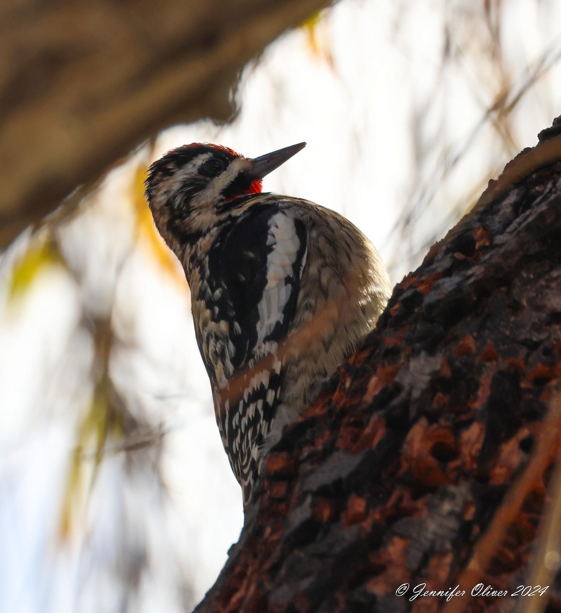 Yellow-bellied Sapsucker - Jennifer Oliver