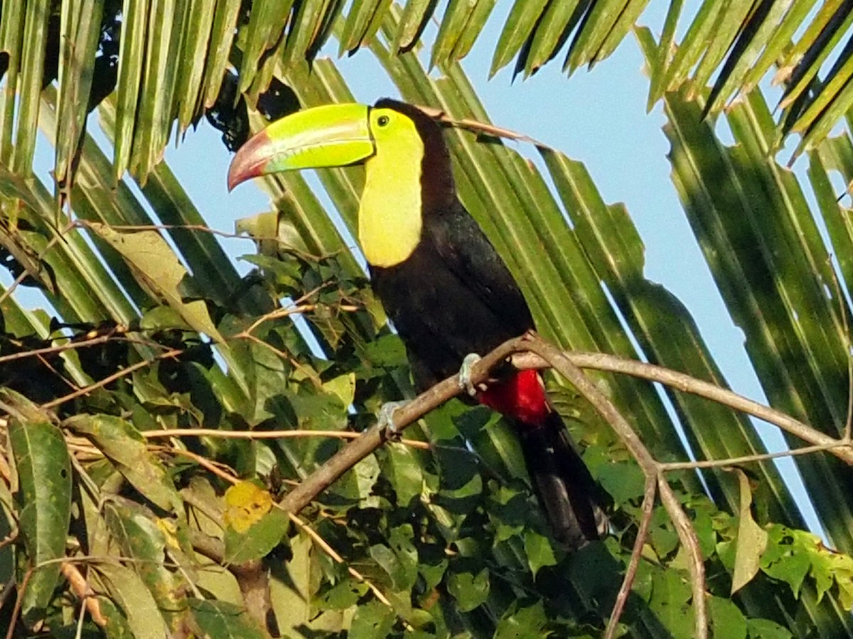Keel-billed Toucan - ML614132660