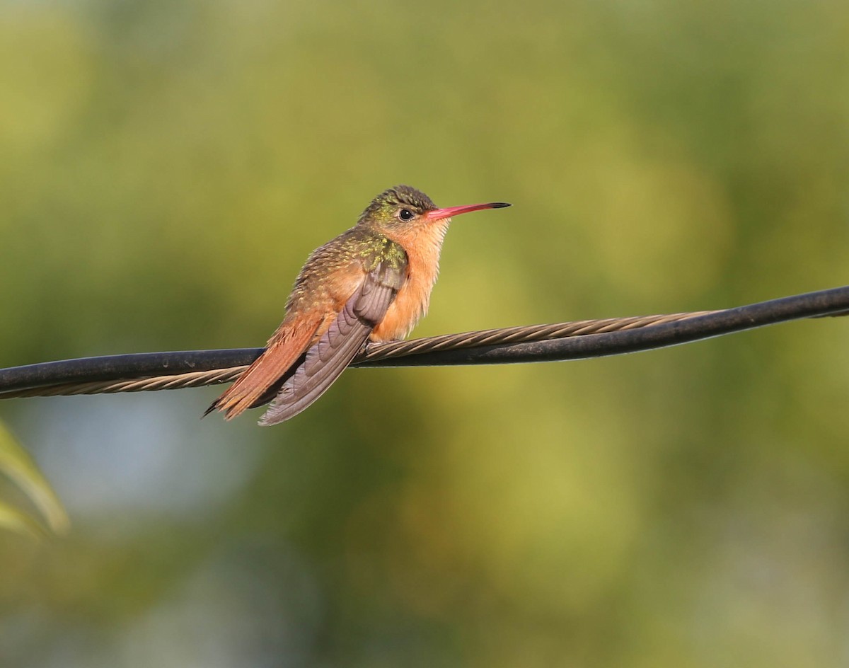 Cinnamon Hummingbird - ML614132727