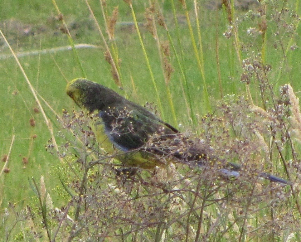 Green Rosella - ML614132733