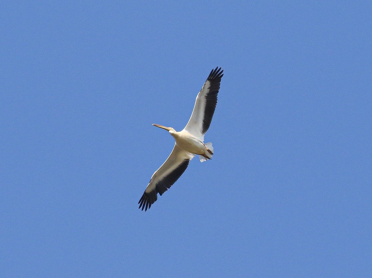 American White Pelican - Larry Schmahl