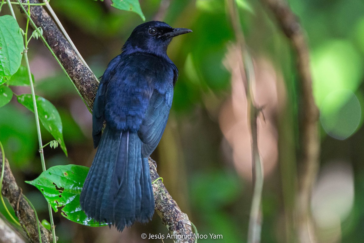 Black Catbird - ML614132819