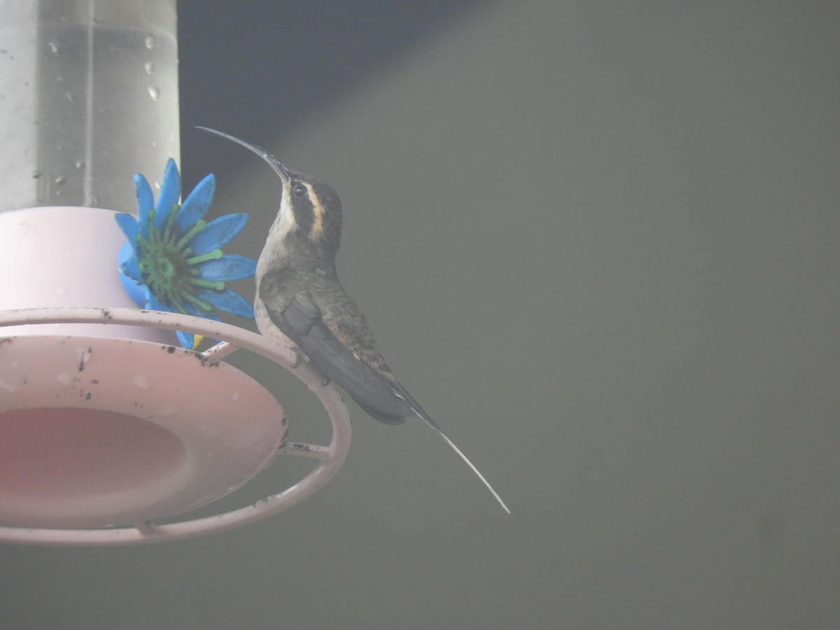 kolibřík šupinkohrdlý - ML614132873