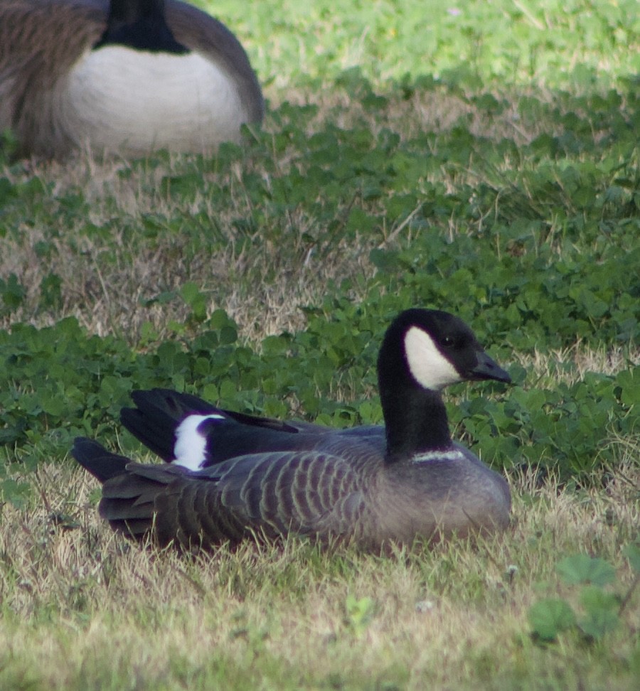 Cackling Goose - ML614132922