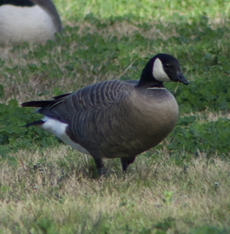 Cackling Goose - ML614132925