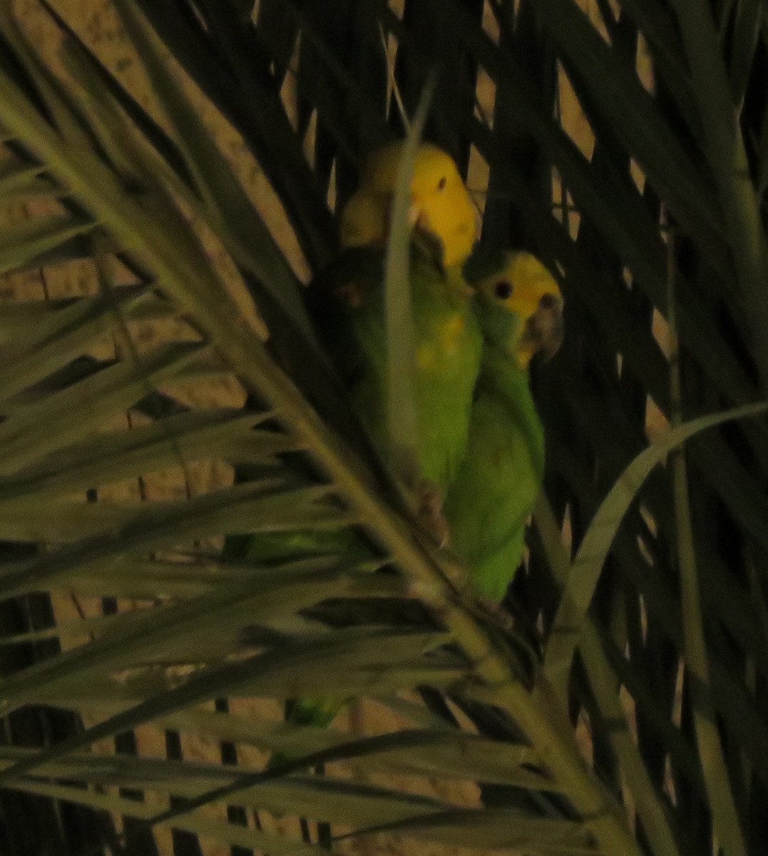 Yellow-headed Parrot - Noah Arthur