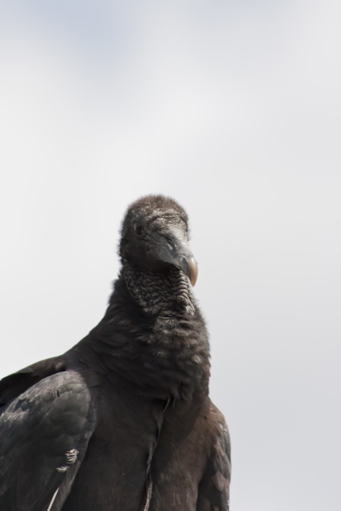 Black Vulture - Cody Hough