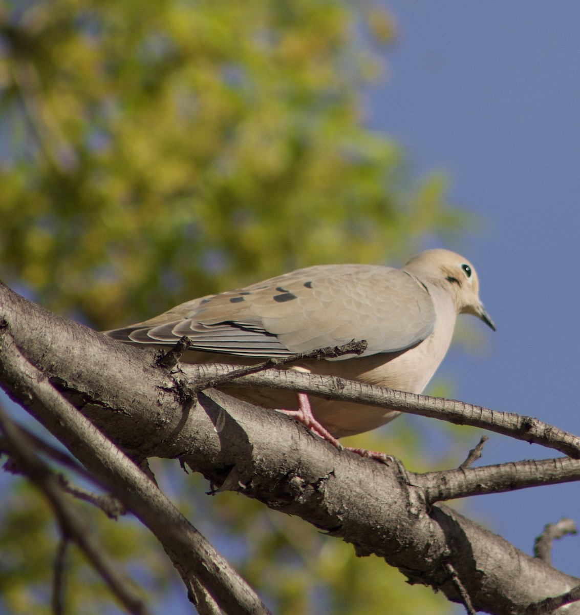 Mourning Dove - ML614132968