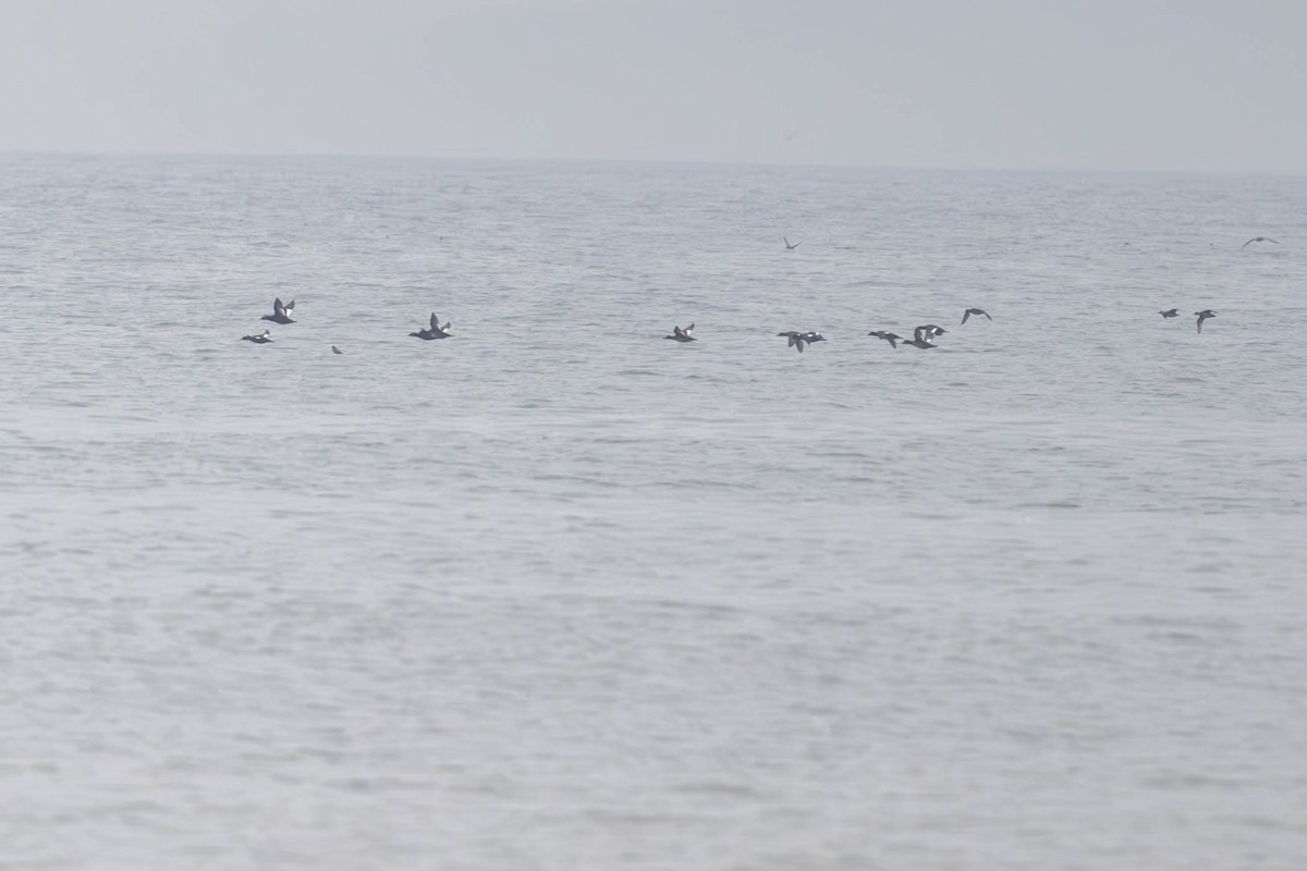 White-winged Scoter - ML614132990