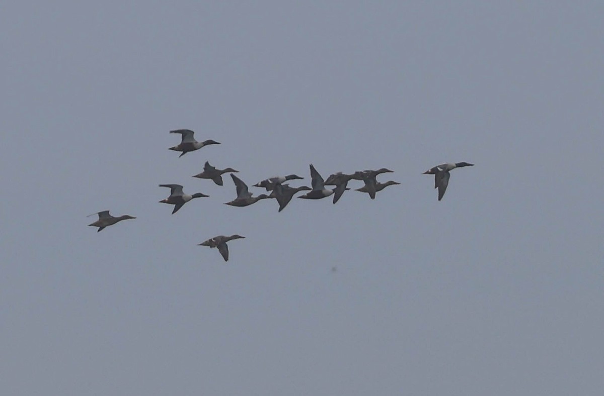 Northern Shoveler - ML614133039