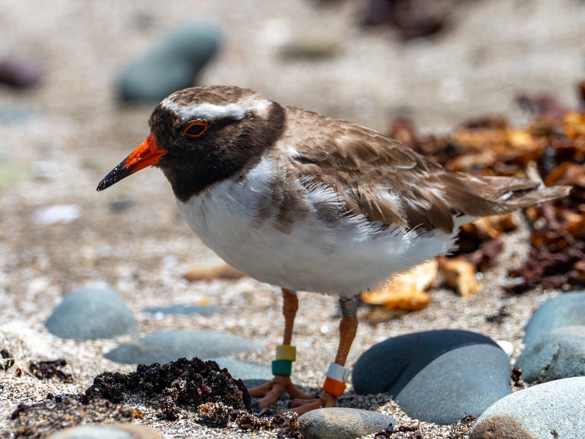 Shore Plover - ML614133185