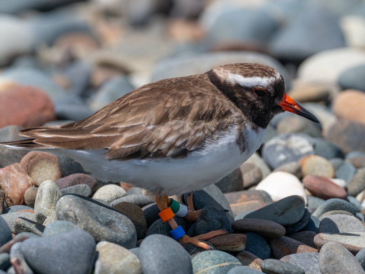 Shore Plover - ML614133186