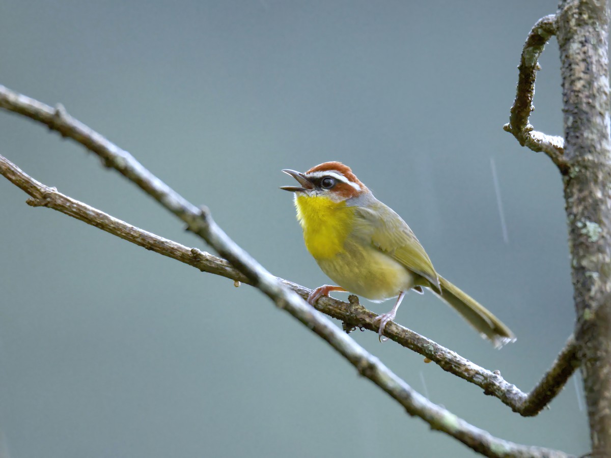 Rufous-capped Warbler (rufifrons Group) - ML614133206