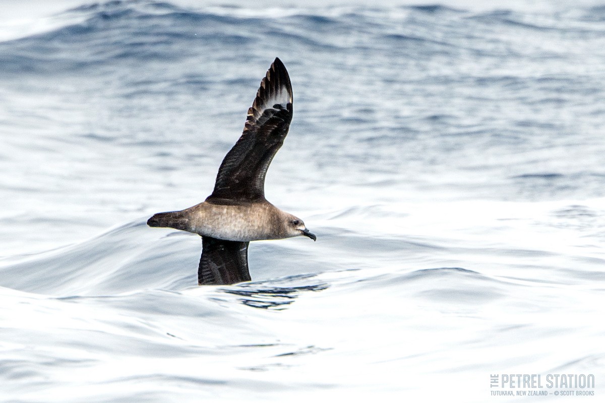 Kermadec Petrel - ML614133285