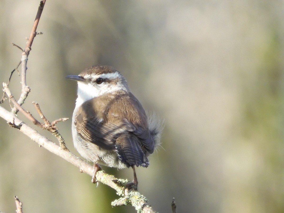 Bewick's Wren - ML614133370