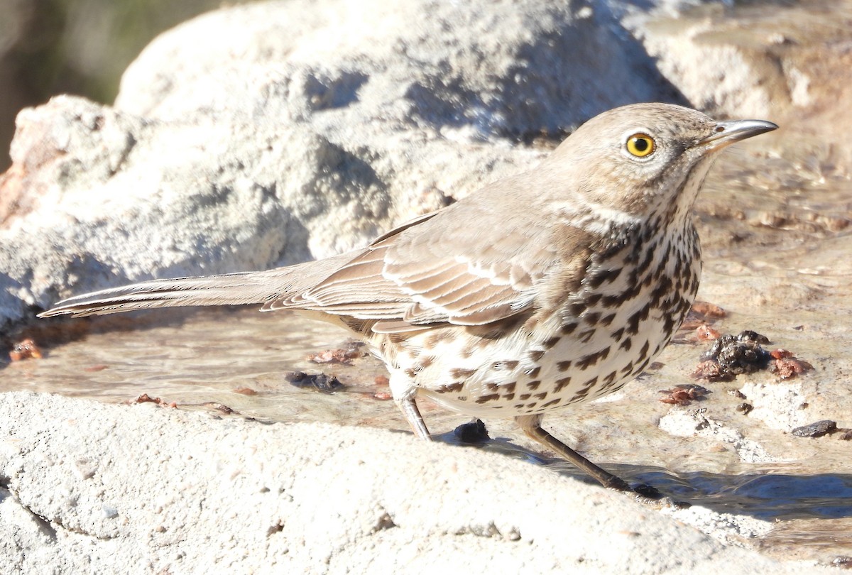 Sage Thrasher - ML614133375