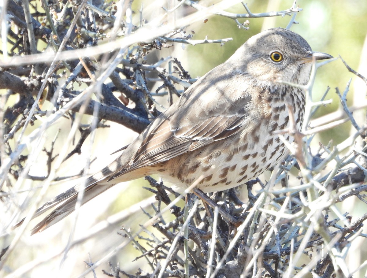 Sage Thrasher - ML614133378