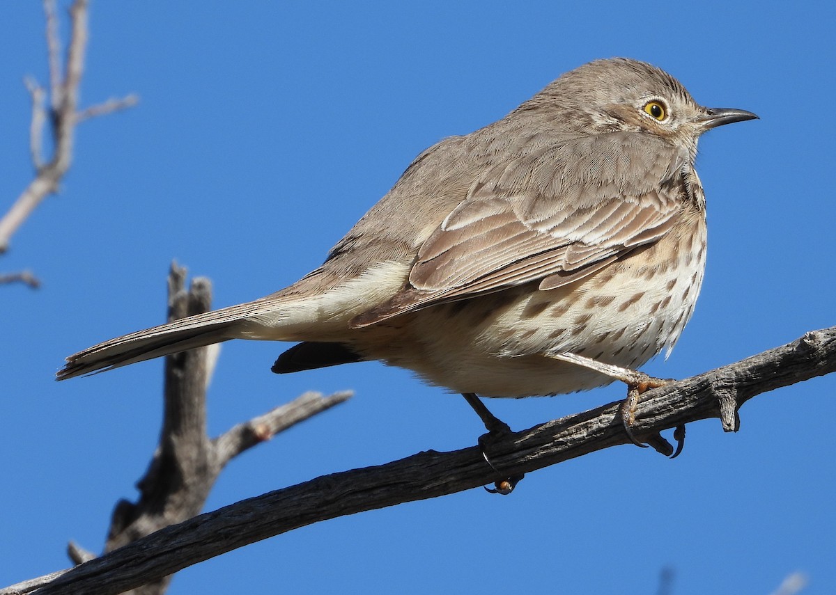 Sage Thrasher - ML614133380