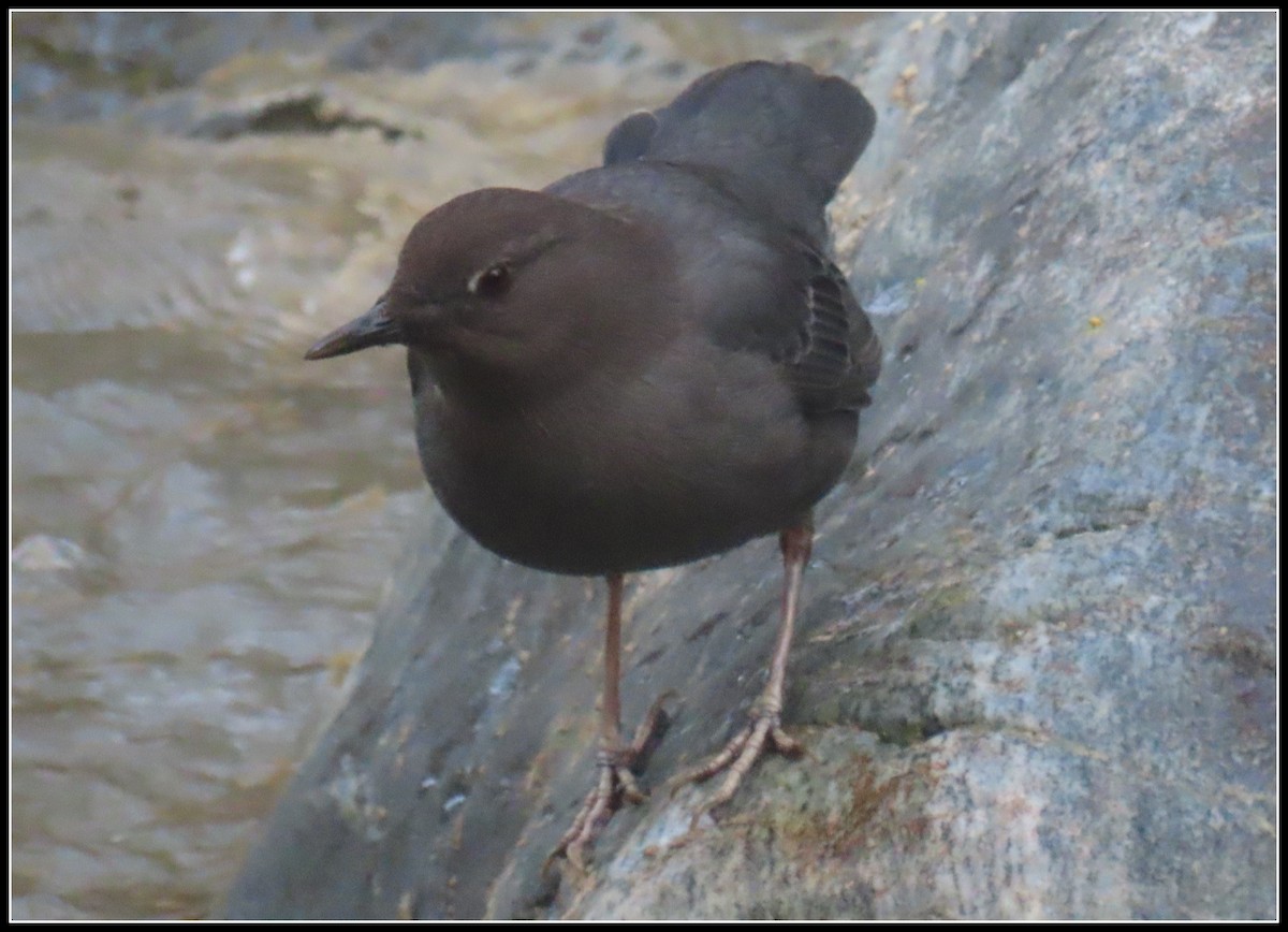 American Dipper - ML614133388
