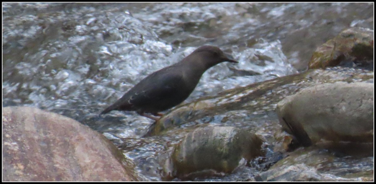 American Dipper - ML614133389