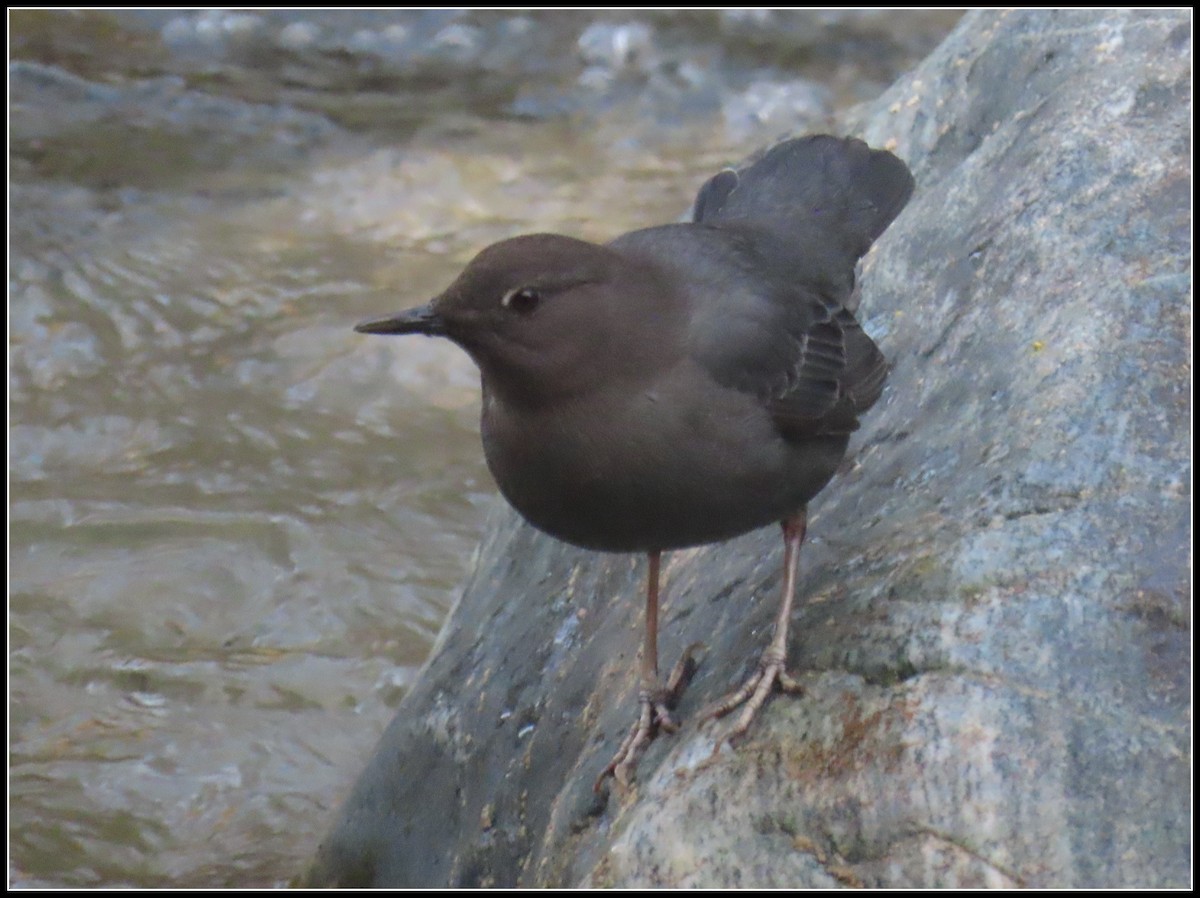 American Dipper - ML614133390