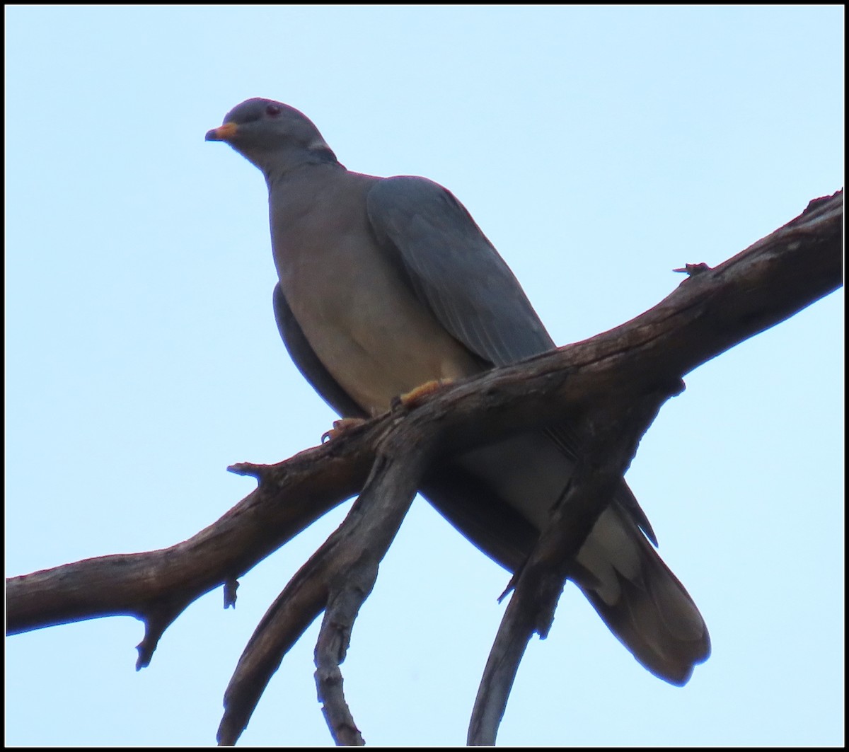 Band-tailed Pigeon - ML614133392