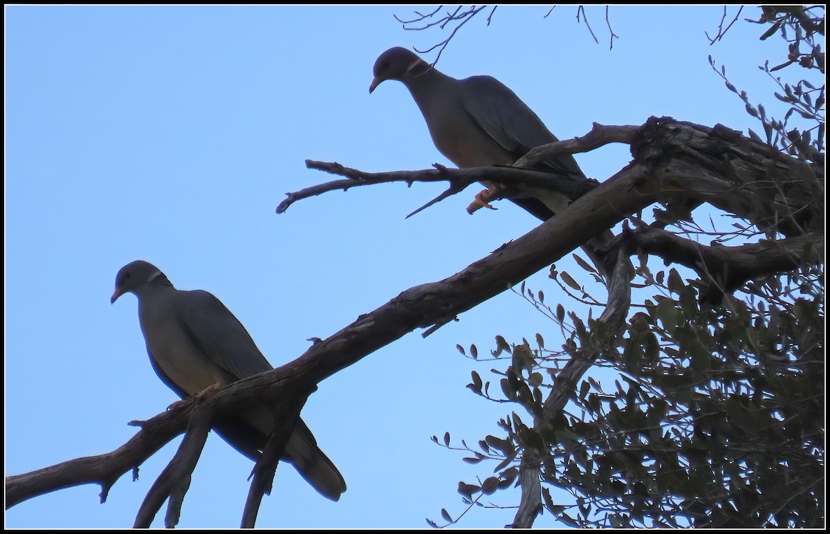 Band-tailed Pigeon - ML614133393