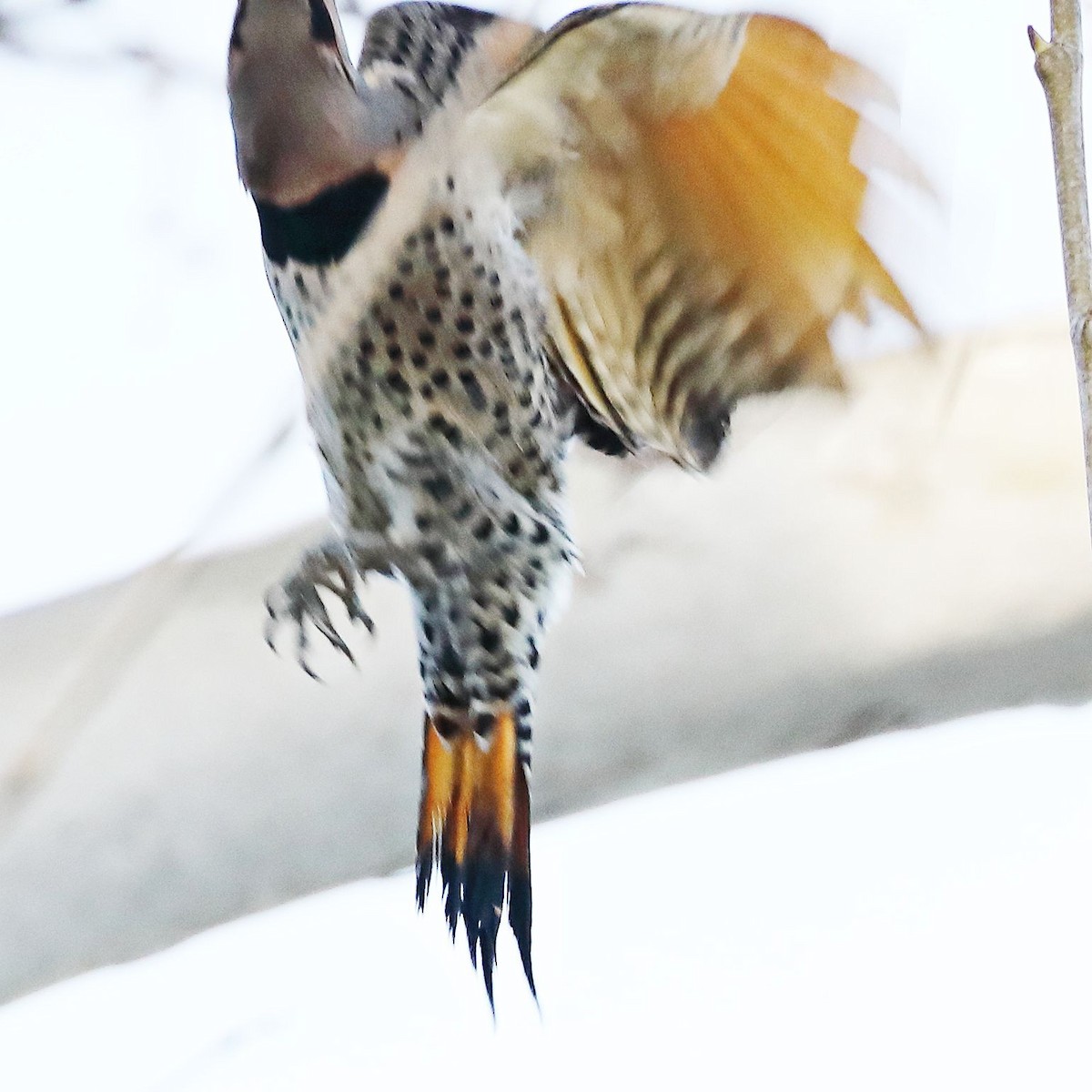 Northern Flicker (Yellow-shafted x Red-shafted) - ML614133404
