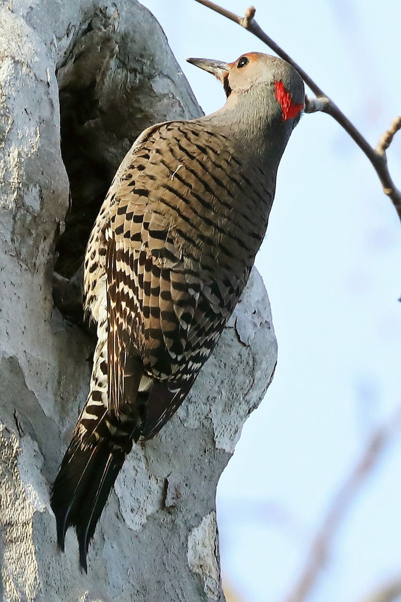 Northern Flicker (Yellow-shafted x Red-shafted) - ML614133407