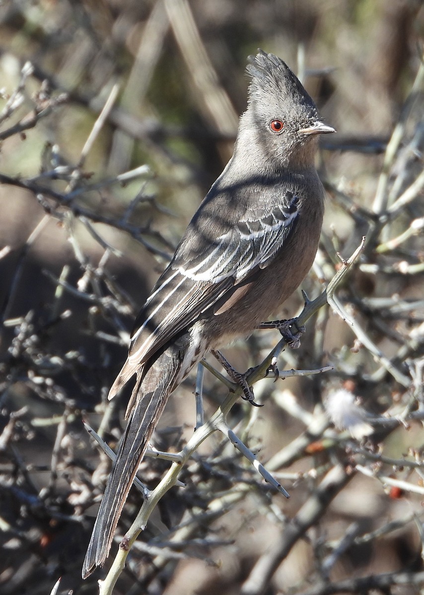 Phénopèple luisant - ML614133409