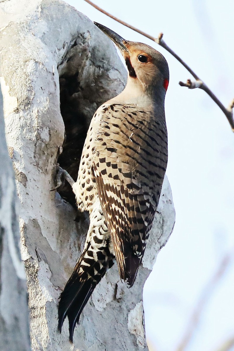 Northern Flicker (Yellow-shafted x Red-shafted) - ML614133416
