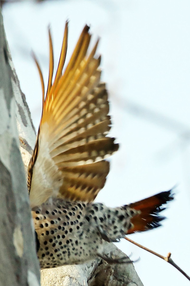 Northern Flicker (Yellow-shafted x Red-shafted) - ML614133421