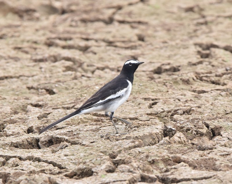 White-browed Wagtail - ML614133423