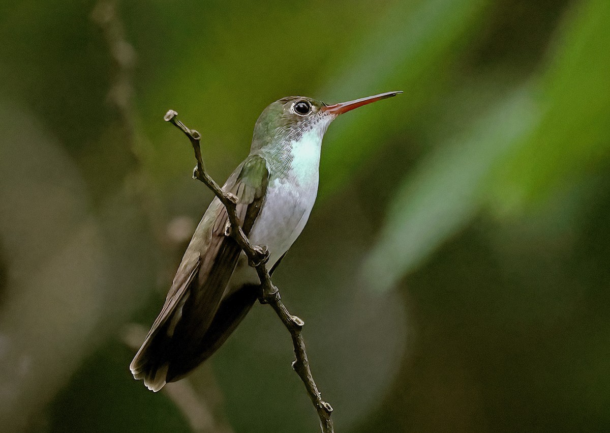 White-bellied Emerald - Ad Konings
