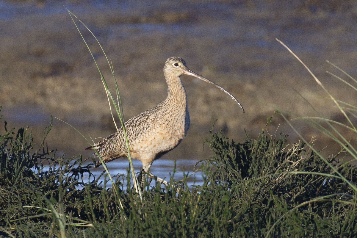 Long-billed Curlew - ML614133470